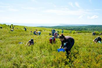Beech Hill Preserve is allowing folks to pick their own blueberries on Sunday. (Photo courtesy Beech Hill Preserve).
