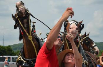 J.J. and Drew are leaders of this team of Budweiser Clydesdales. They know how to handle selfies. (Photo by Lynda Clancy)
