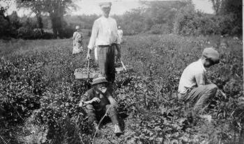A crew of pickers, probably mostly neighbors, getting in the strawberries at the Calderwood farm, 995 Beach Road, where Joyce Wiley and her Rankin cousins made 3 cents a box.
Photo courtesy Lincolnville Historical Society strawberries