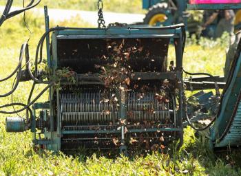 Walking behind the blueberry harvesting tractor, it’s plain to see that very little fruit is left behind, and the plants are left intact and in good condition. (Photo by Holly S. Edwards)