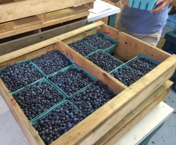 Cleaned, sorted and packed for shipment. (Photo by Holly S. Edwards)
