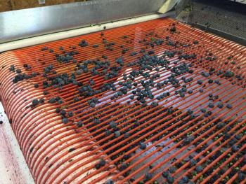 Winnowed blueberries, cleared of nearly all leaves, unripe and very tiny fruit moves to the final conveyor belt for hand picking and viewing. (Photo by Holly S. Edwards)