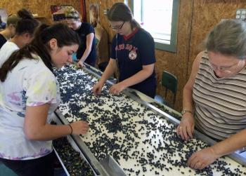 Working the fresh pack picking and packing line July 31 was
Allison Boyington, Libby Smith, Lisette Luce, Abbie Bartlett, Betsy Shaw, Abbie Harrington, Carrie Boyington and Jess Davis. (Photo by Holly S. Edwards)