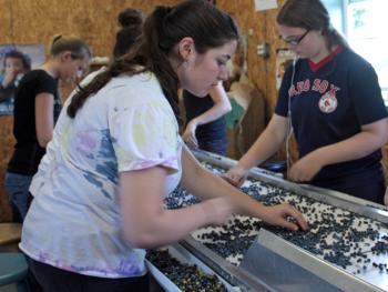 In the foreground, Abbie Bartlett inspects the wild blueberries during the final stage of the Ridgeberry Farm’s fresh pack line, looking for unripe berries, leaves and other detritus before the fruit rolls off the conveyor belt into cardboard containers. (Photo by Holly S. Edwards)