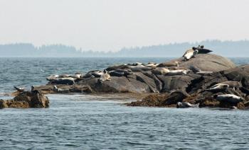 Seals are hauled out and spread out across nearly every inch of Goose Island in Penobscot Bay Sunday, April 16. (Photo by Holly S. Edwards)