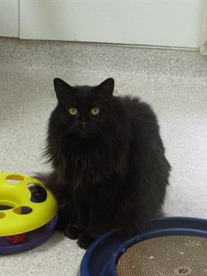 A female cat named Secret.