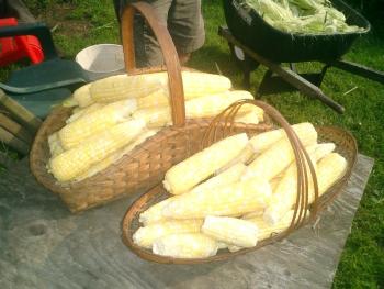 corn