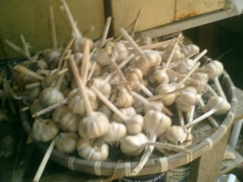 garlic