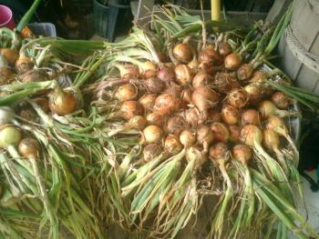 onions