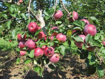 Apple picking and more at Hope Fall Festival. (Photo courtesy Hope Orchards)