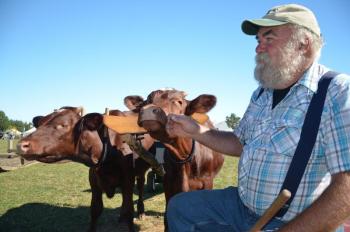 Mark Larabee, of Litchfield, works in the woods with his team of oxen. He recently lost his team, so is now training two new oxen, who are about six months old. (Photo by Lynda Clancy)
