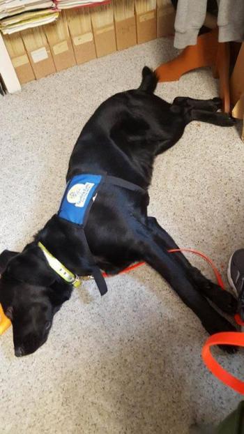Mac, practicing resting at trainer Mikala’s feet, while she does homework. ( (Courtesy Facebook/Guiding Eyes for the Blind at Unity College)