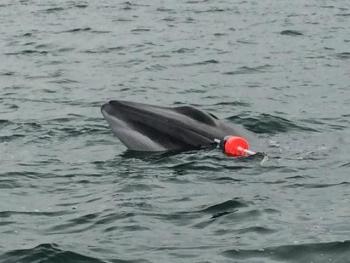 A minke whale was entangled in a lobster buoy line on Halloween near Squirrel Island. Boothbay Harbor Shipyard General Manager Eric Graves and Dan Williams of Dan’s Auto Repair Service in Boothbay were on their last cruise when they saved the whale. Graves spotted the whale struggling with the buoy and Williams was able to use his boat’s lobster hauler to free the whale. Photo courtesy of Josh and Lisa Navone