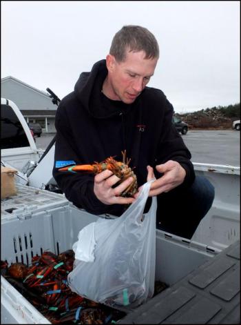 Noah prepares another bag with lobsters to hand out.