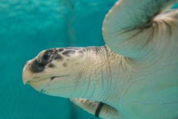 A recently rescued Kemp's Ridley turtle swims in a tank before being taken out and flown to Florida Thursday, Jan. 7. This turtle, along with 24 others, is being transported by the Coast Guard Auxiliary after they became stuck in the arm of Cape Cod on their way back down to warmer waters for the winter. (U.S. Coast Guard photo by Petty Officer 3rd Class Ross Ruddell)