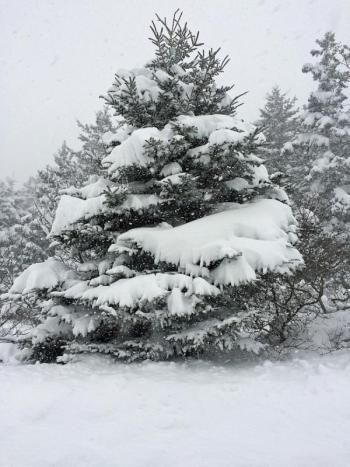 Looking like a Currier and Ives card. (Photo by Eva Murray)