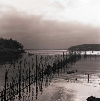 A weir in Rockport Harbor (Photo by Carroll Thayer Berry)