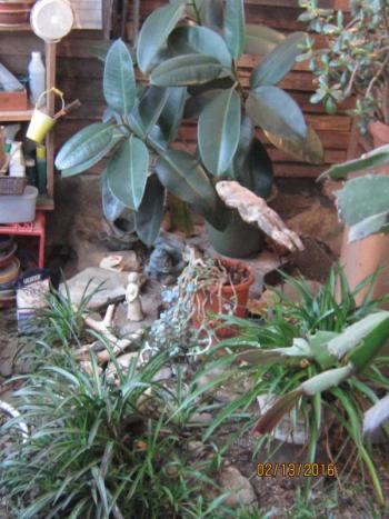 greenhouse