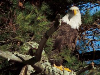 eagle