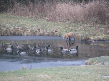 ....a flock of ducks in his sights....