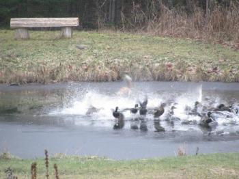 ..the ducks spot him...