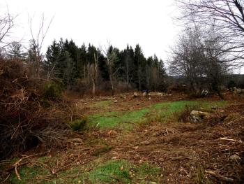 NRCS invasive shrub removal – NRCS cost-share programs assist farmers in mechanical removal of invasive shrubs to return fields to productivity. (Image Courtesy of USDA-NRCS)