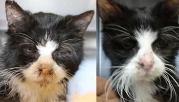 Saint, on the left when he was sick and emaciated a month ago, and on the right, much healthier and happier today. (Photo courtesy Pope Memorial Humane Society of Knox County)