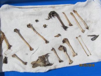 bones