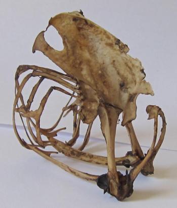 rib cage