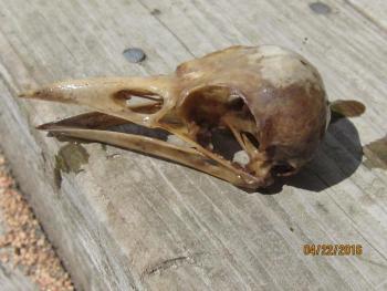 skull