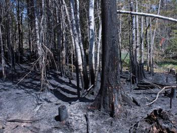 Woods and wildfires can have devastating and lasting effects on the flora and fauna of the area, including killing young and newborn animals and displacing others. This photo is from a woods fire in Searsmont in May 2015 that took three days, more than 100 people and a state helicopter with water to finally extinguish. (Photo by Holly S. Edwards)