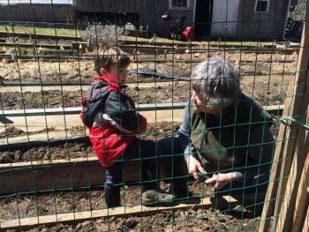 planting peas