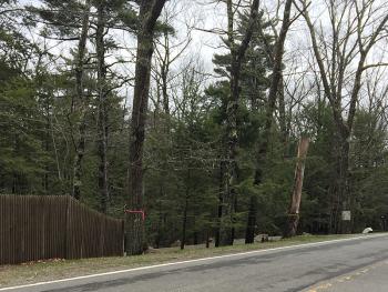 Pink ribbons are for trees that will be trimmed and yellow ribbons are for trees that will be cut down. (Photo by Holly S. Edwards)