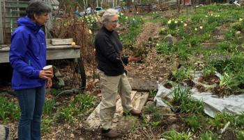 Susan Shaw, right, talks about the daylillies she has dug up for the May 8 perennial exchange at her Camden home. (Photo by Holly S. Edwards)