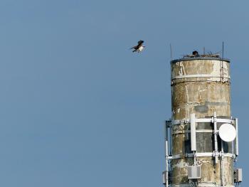 An osprey comes in for a landing on a new nest a pair is building atop the Knox Mill smokestack in downtown Camden. (Photo by Janice Gates)