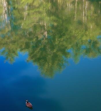 The goose and the reflected forest
Photo by Joe Corrado joe corrado