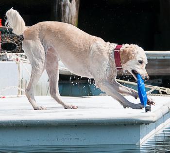 The "freestyle" segment of the competition, where crazy creativity is the name of the game, must incorporate
a Frisbee. Also, either dog or handler (or both) must finish the trials completely soaked. (Photo by Debra Bell)