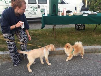 Bryn Gallagher of Portland of team Race Mobiles stands by as Oscar, left, a yellow lab owned by Anne Cressey of Kennebunk, meets Ella, a Pomeranian from Gorham who was at the Water Street stop with owner Larry Dempsey. SUSAN JOHNS/Wiscasset Newspaper
