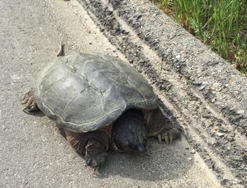 turtle