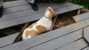 Beatrice is free from her captivity underneath an enclosed deck with the help of Jason Peasley, Rockport Fire Chief, and a chainsaw. (Photo by Sarah Shepherd)