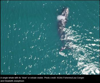 (NOAA Fisheries/Lisa Conger and Elizabeth Josephson)