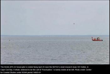 (Center for Coastal Studies under NOAA permit 14603-01)
