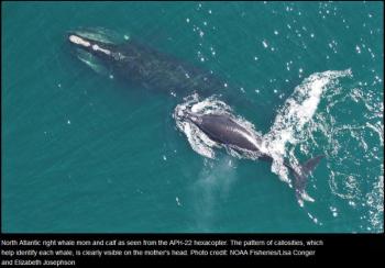 (NOAA Fisheries/Lisa Conger and Elizabeth Josephson)