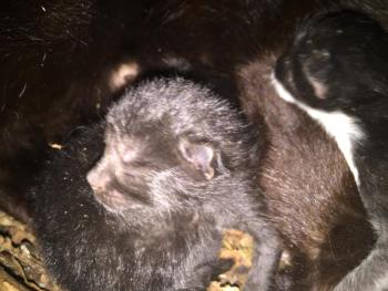 kittens