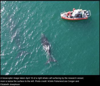 A hexacopter image taken April 18 of a right whale calf surfacing by the research vessel; mom is below the surface to the left. (NOAA Fisheries/Lisa Conger and Elizabeth Josephson)