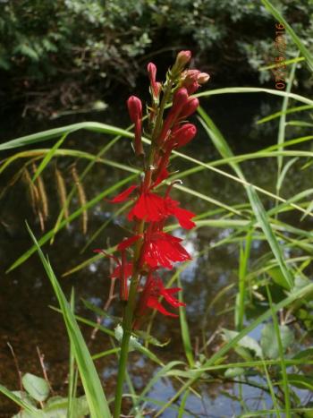 cardinal flower