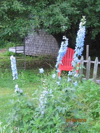 An orange chair, Summer Skies delphinium and a dark forest.
Photo by Diane O’Brien orange chair