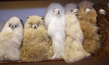 In addition to alpaca wear, there are alpaca toys. (Photo by Holly S. Edwards)
