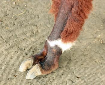 Alpacas don’t have hoofs or claws, they have padded feet and toes. While it is in not in their nature to be defensive, they also are not known to kick and if they do, it does not pack enough of a punch to really ward away a predator. (Photo by Holly S. Edwards)