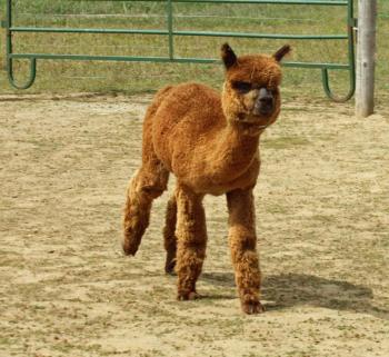 It is hoped that little Grantham will have a growth spurt, and get closer to the size of the other alpacas. (Photo by Holly S. Edwards)